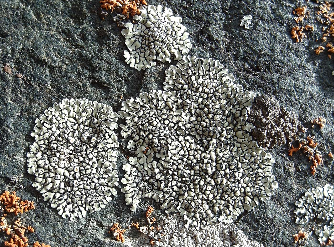 Изображение особи Lecanora bolcana.
