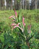 Andromeda polifolia