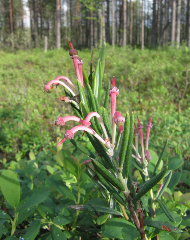 Изображение особи Andromeda polifolia.