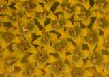 Matricaria recutita