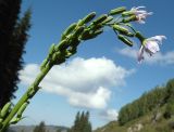 Cicerbita azurea