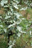 Elaeagnus commutata. Ветвь. Псков, Лыжная станция. 10.07.2006.