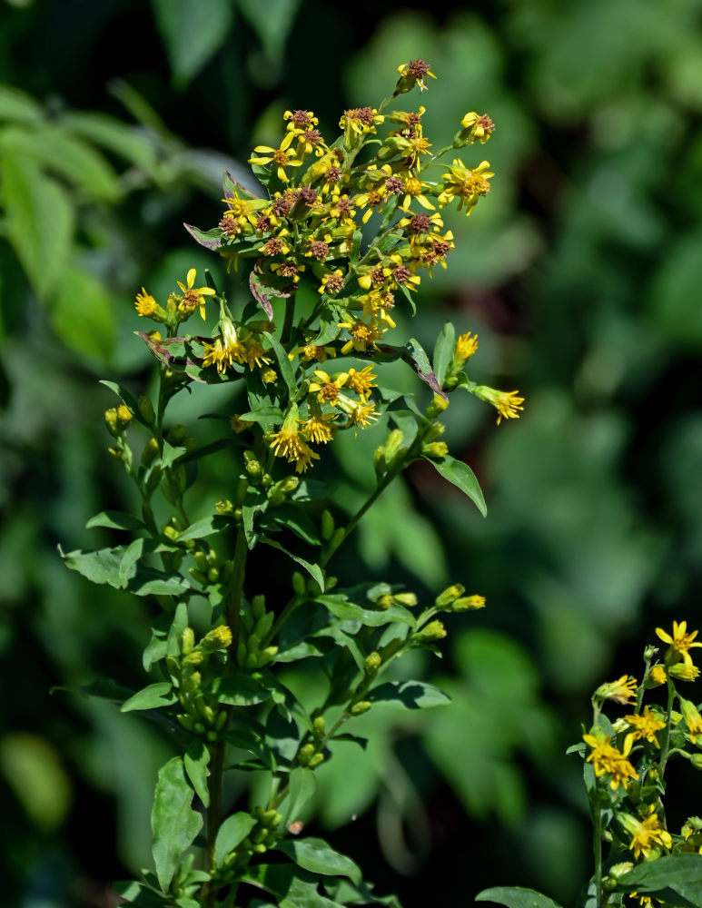 Image of Solidago virgaurea specimen.