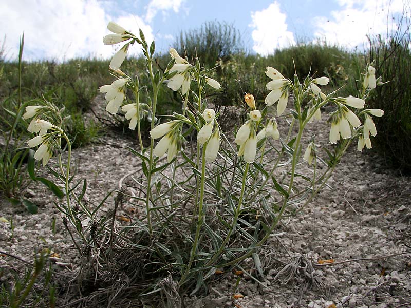 Image of Onosma tanaitica specimen.