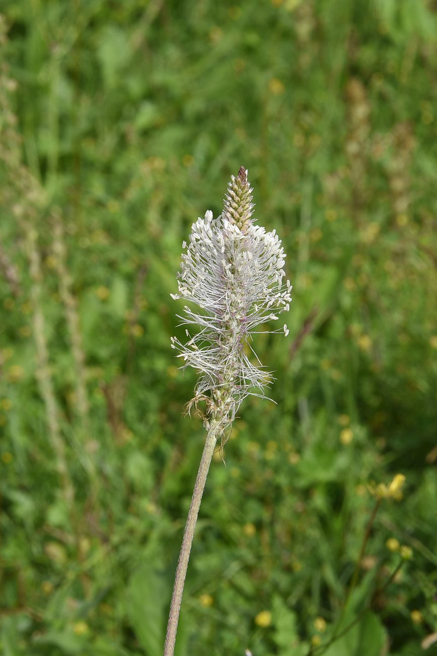 Image of Plantago urvillei specimen.