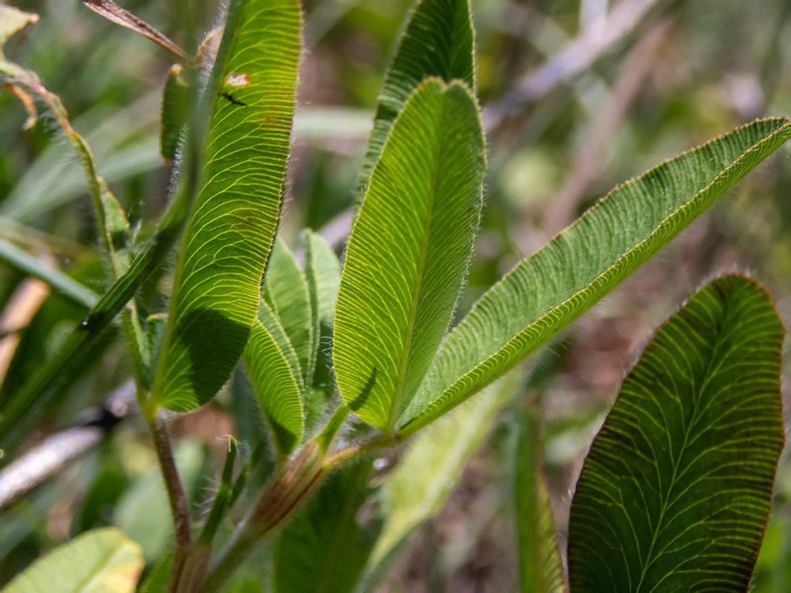 Image of Trifolium alpestre specimen.
