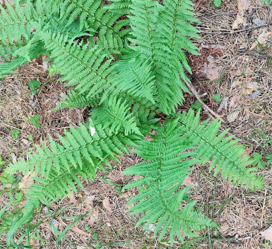 Image of Dryopteris filix-mas specimen.