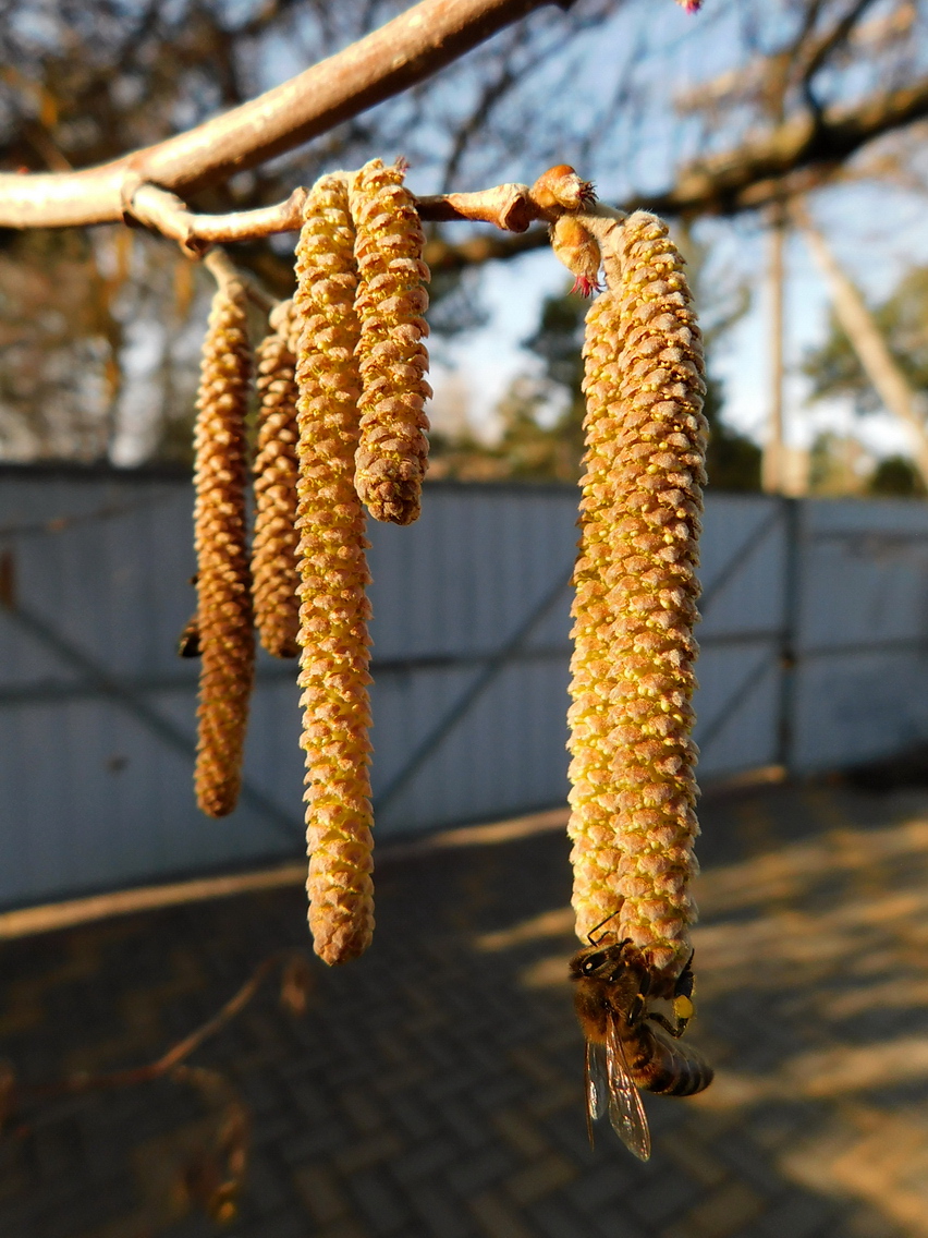 Изображение особи Corylus avellana.
