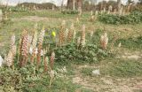 Orobanche crenata. Аспект цветущей заразихи, паразитирующей в основном на Oenothera drummondii, на газоне у автостоянки на берегу моря. Израиль, Большой Тель-Авив, г. Рамат-Авив. 25.03.2008.