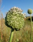 Allium guttatum