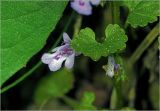 Glechoma hederacea. Цветок и лист. Московская обл., Раменский р-н, окр. дер. Хрипань, садовый участок. 25.05.2025.
