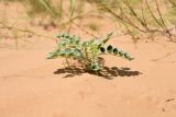 Astragalus citoinflatus