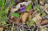 Viola mandshurica. Цветущее растение. Приморский край, Уссурийский гор. округ, окр. с. Монакино, поляна на небольшой сопке. 01.06.2025.