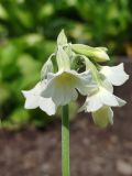 Primula alpicola
