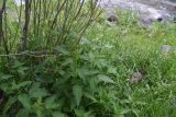 род Urtica. Цветущие растения. Турция, ил Карс, окр. г. Дигор, левый берег р. Дигор напротив устья оврага, который спускается от Дигорского карьера, рядом с ивой. 19 мая 2025 г.