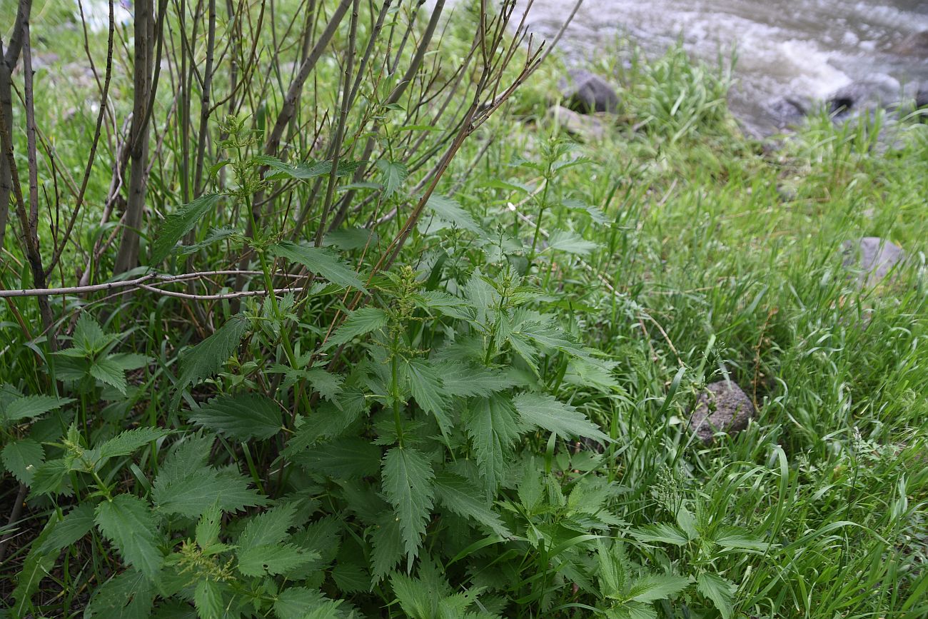 Image of genus Urtica specimen.