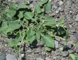 Salvia verticillata