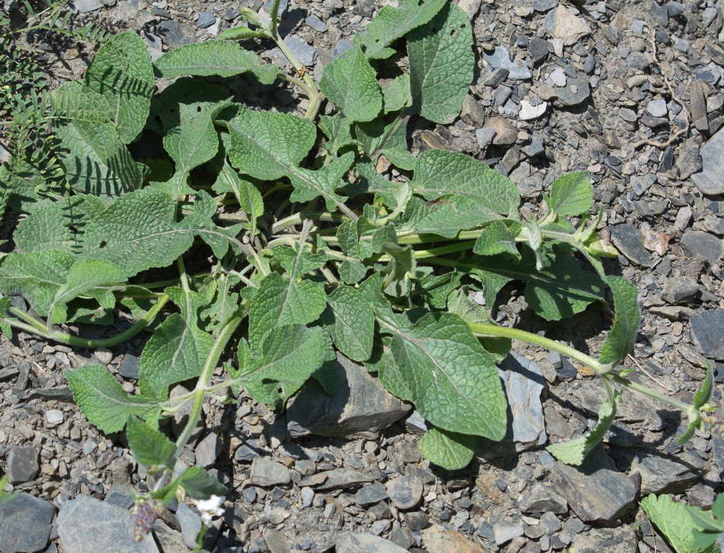 Image of Salvia verticillata specimen.
