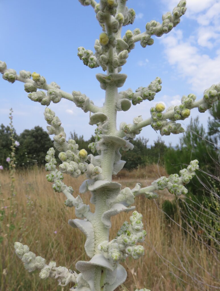 Изображение особи род Verbascum.