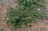 Peganum harmala