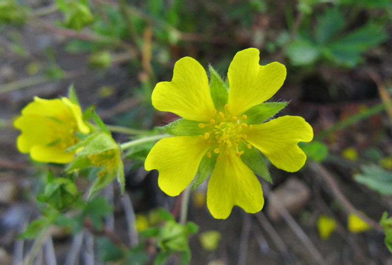 Image of Potentilla gelida ssp. boreo-asiatica specimen.