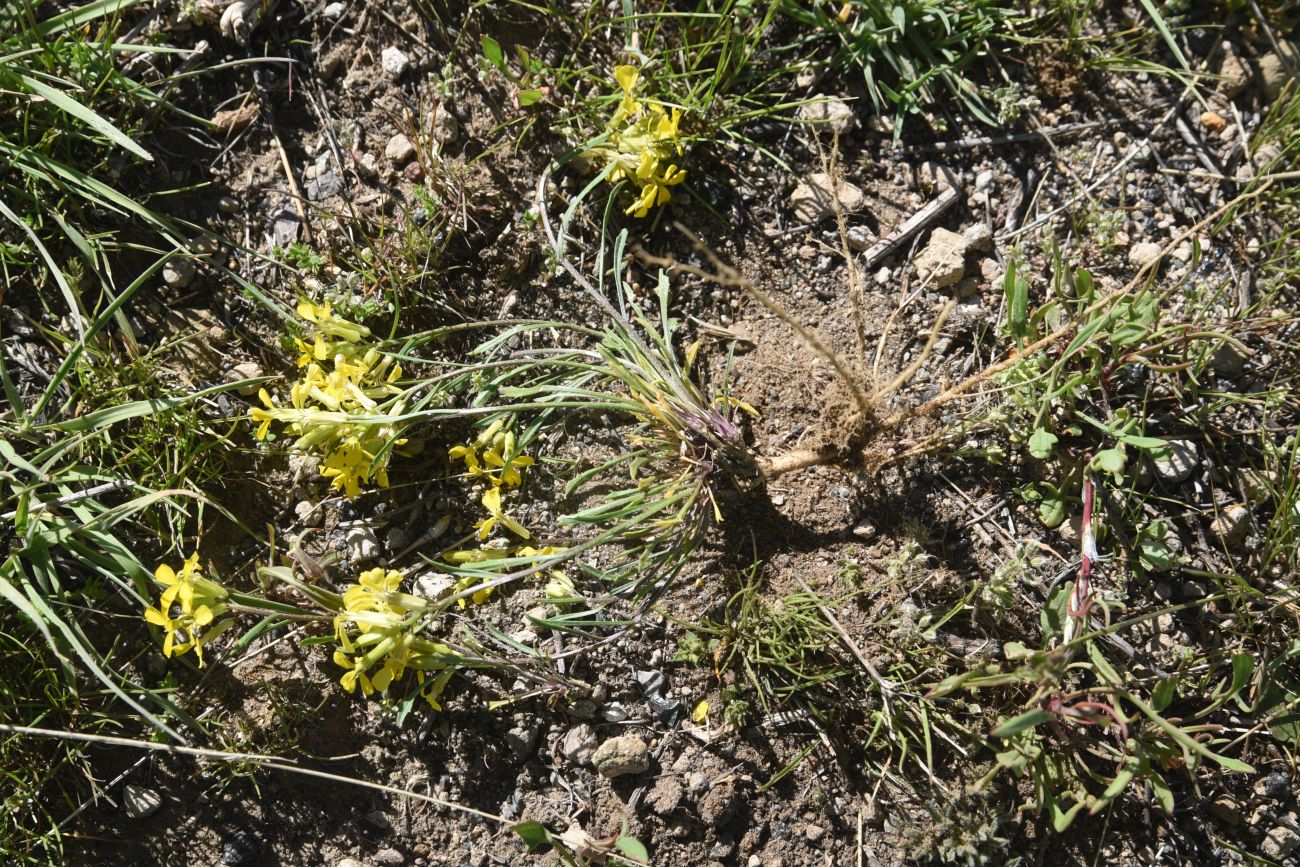 Image of genus Erysimum specimen.