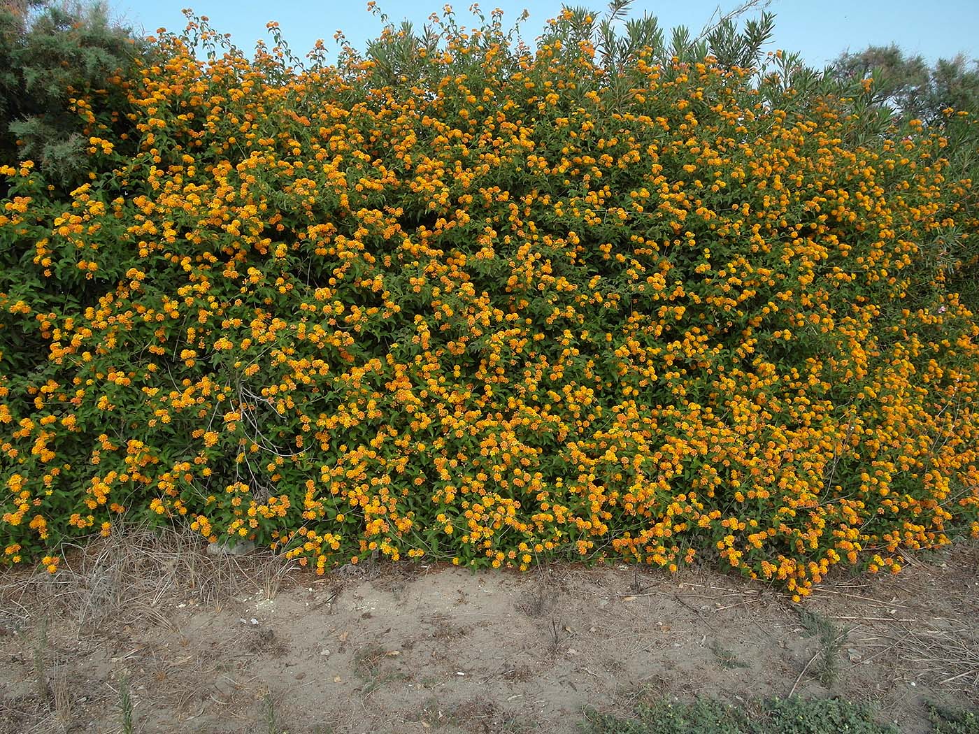 Изображение особи Lantana camara.