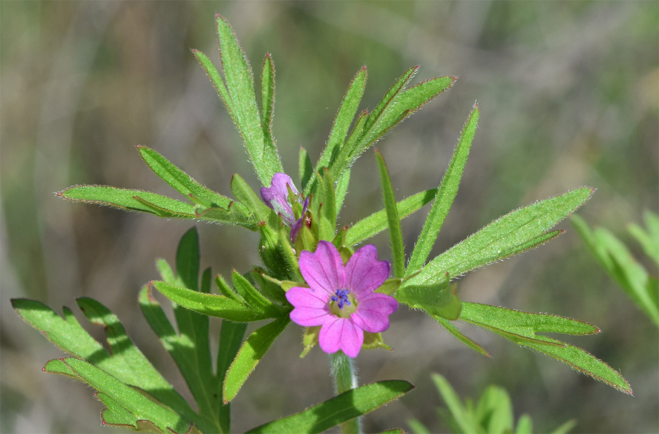 Image of Geranium dissectum specimen.