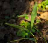 unknown species. Верхушка побега. Пермский край, Кишертский р-н, высокий берег р. Сылва, смешанный лес. 10 августа 2024 г.
