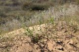 Corispermum hyssopifolium. Плодоносящее растение. Астраханская обл., Наримановский р-н, окр. с. Николаевка, южный склон бархана Большой Брат, граница подвижных песков. 28.09.2025.