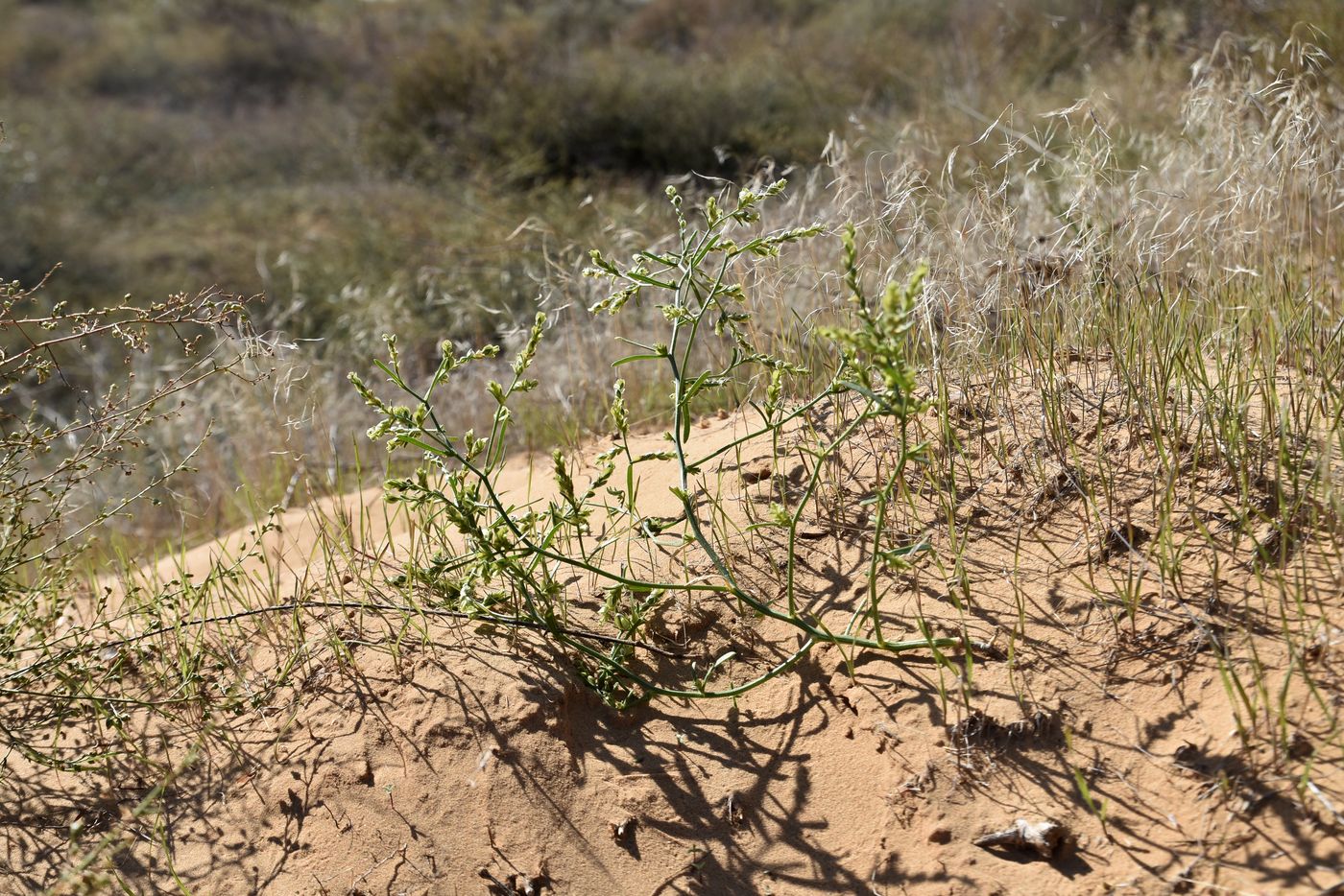 Image of Corispermum hyssopifolium specimen.