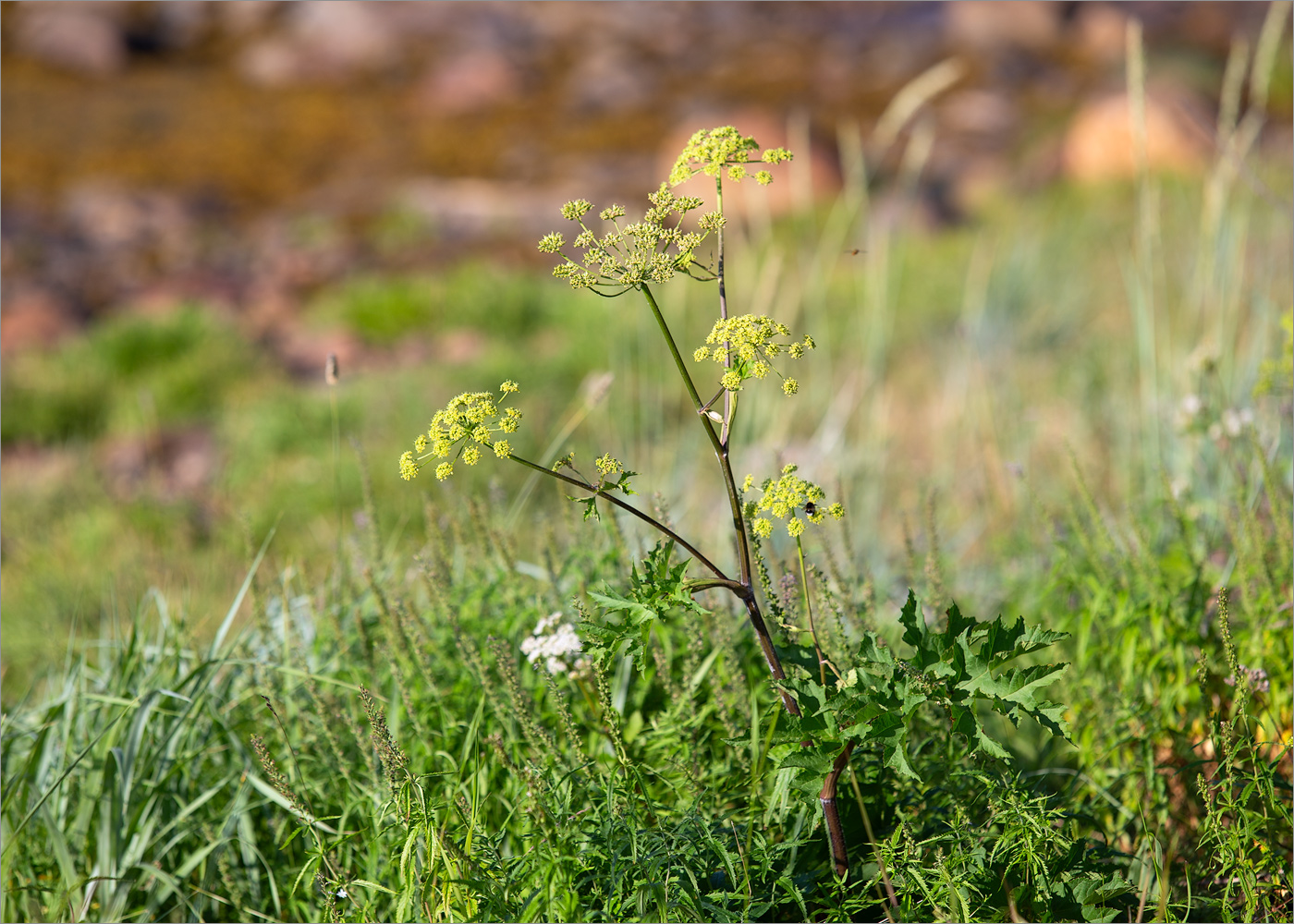 Изображение особи Heracleum sibiricum.