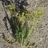 семейство Apiaceae. Сорванное цветущее растение. Турция, ил Ван, хр. Бол, окр. крепости Чавуштепе, горная степь. 23 мая 2025 г.