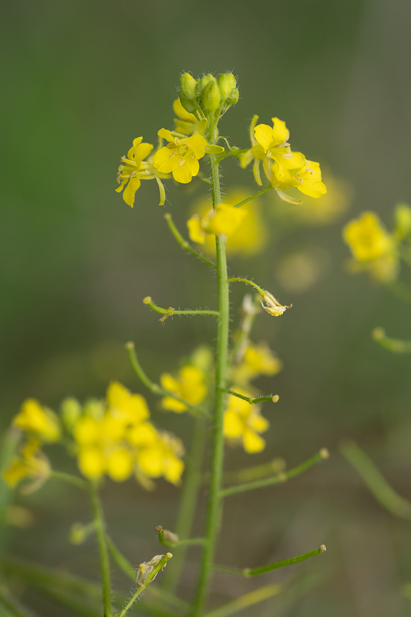 Изображение особи Sisymbrium loeselii.