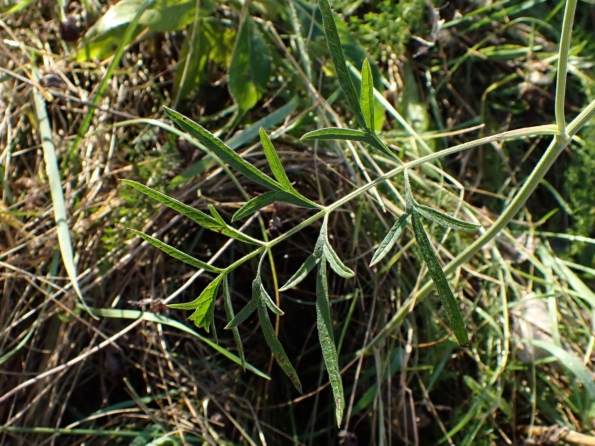 Image of Pimpinella thellungiana specimen.