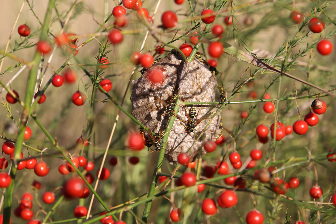 Image of Asparagus officinalis specimen.