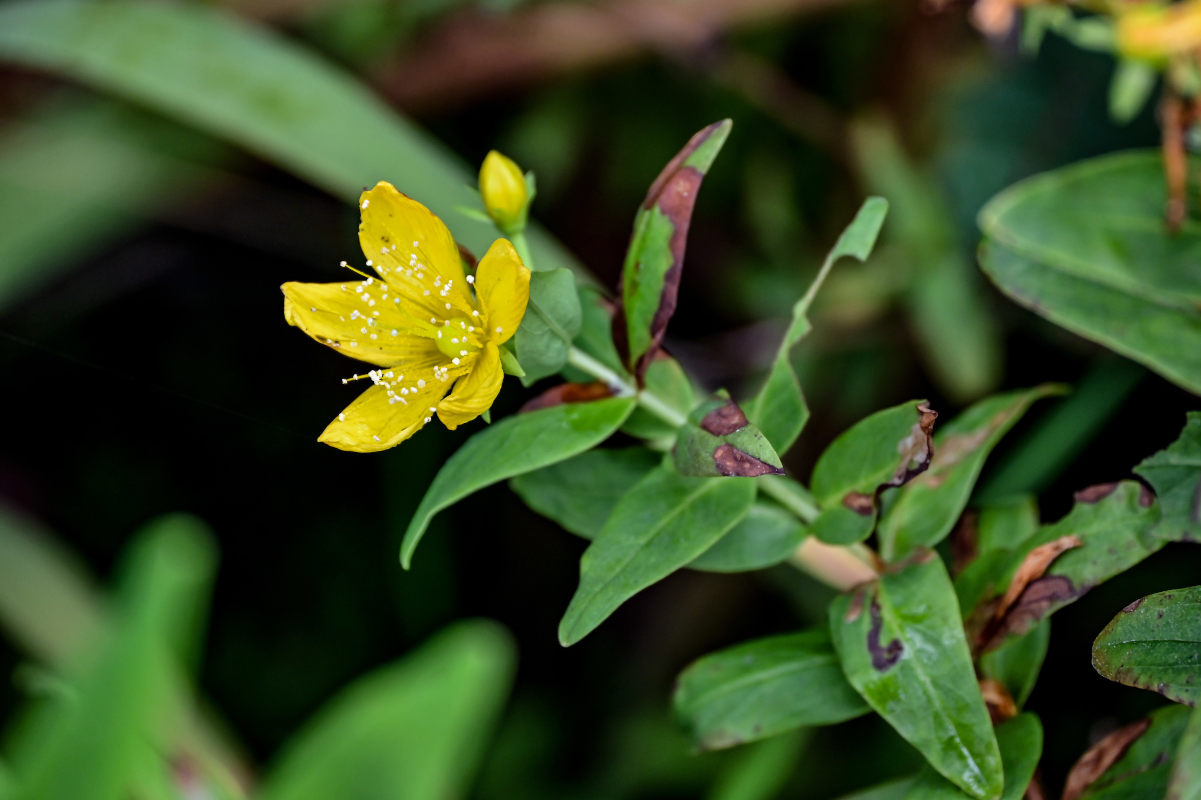 Изображение особи Hypericum foliosum.