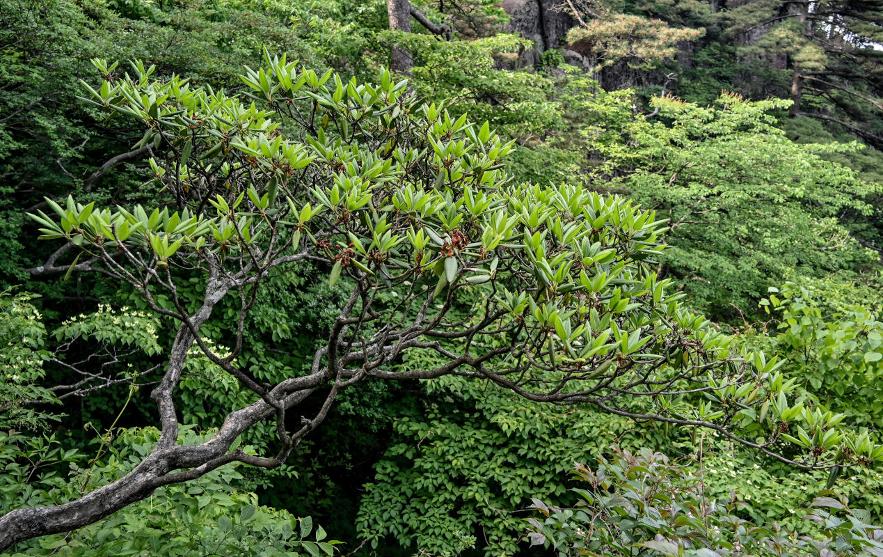 Изображение особи Rhododendron anwheiense.