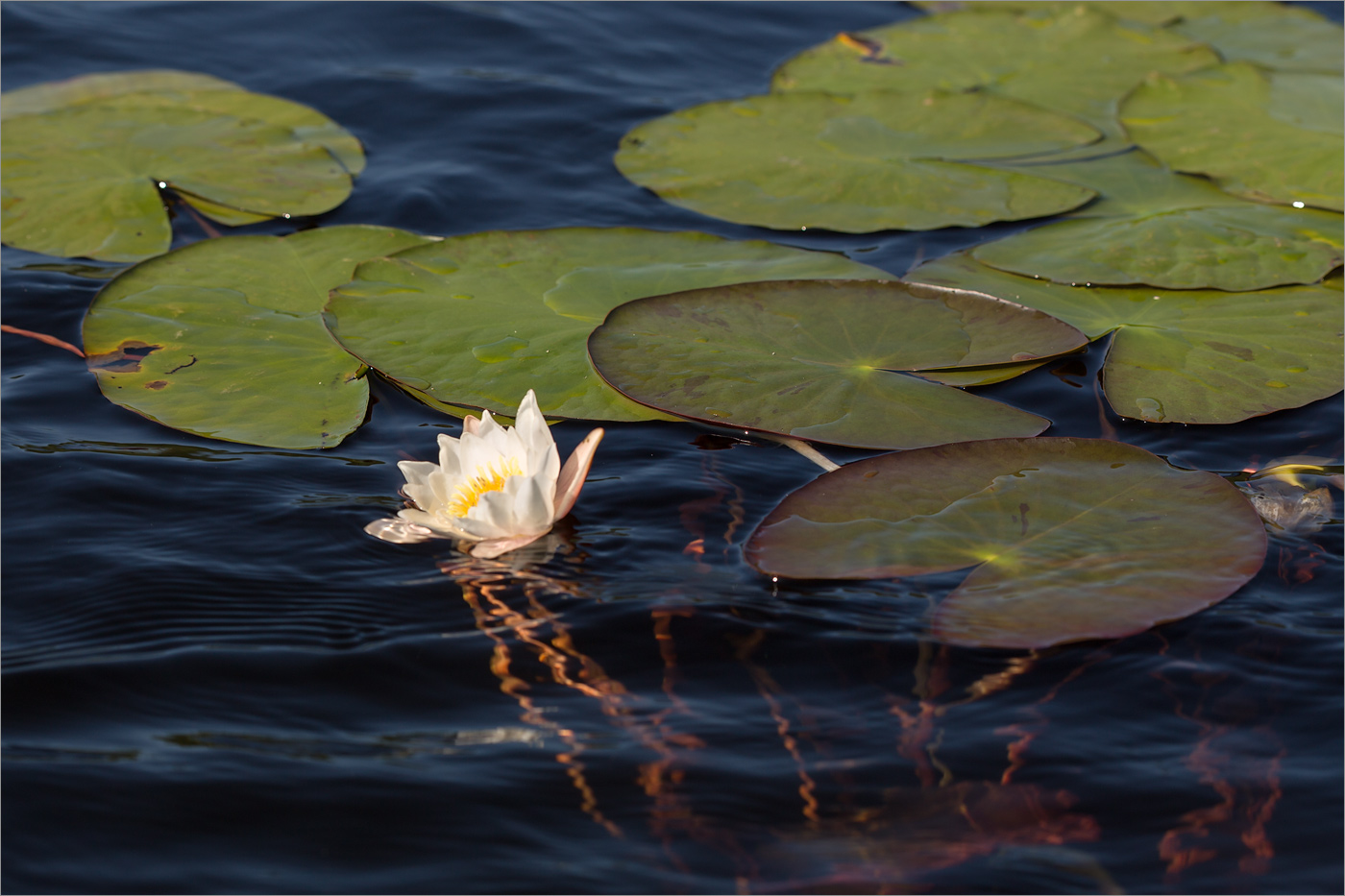 Image of Nymphaea candida specimen.
