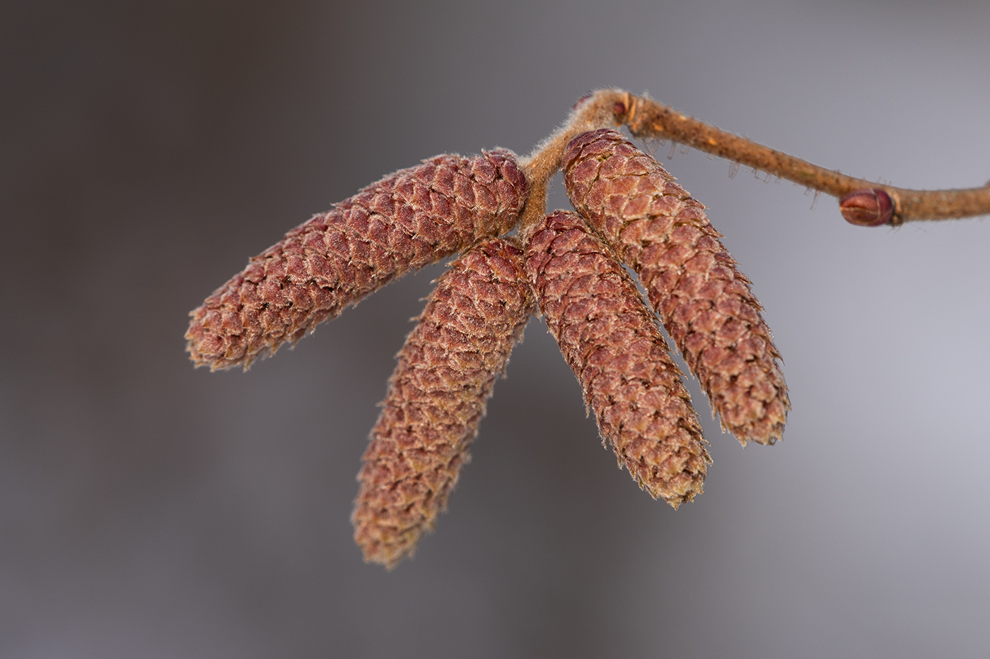 Image of Corylus avellana specimen.