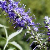 Veronica longifolia. Часть соцветия с цветками и завязями. Челябинская обл., Катав-Ивановский р-н, с. Александровка, берег р. Юрюзань. 05.08.2022.