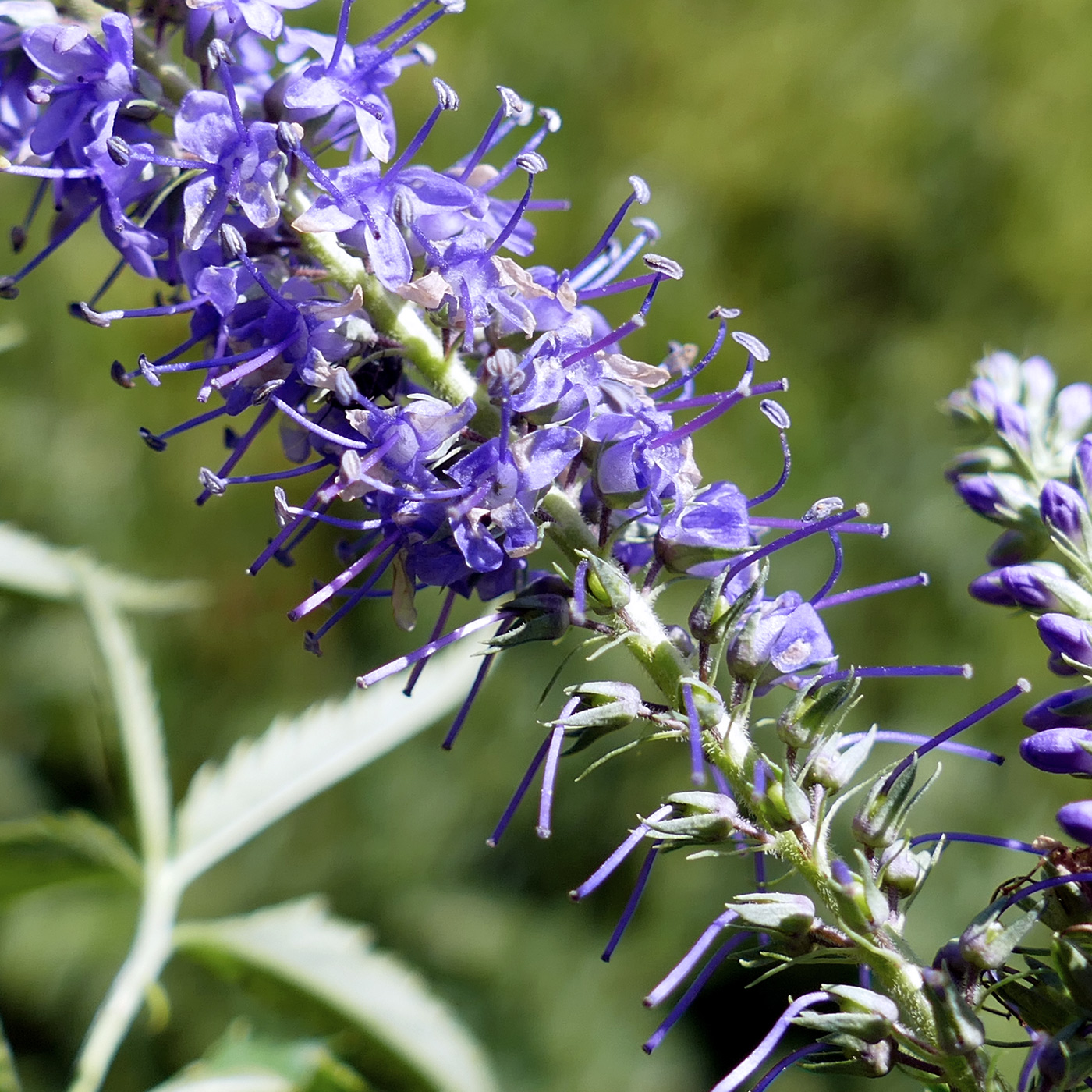 Изображение особи Veronica longifolia.