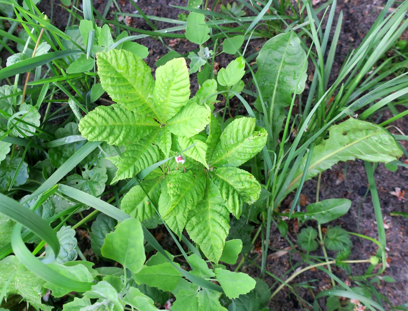 Изображение особи Aesculus hippocastanum.