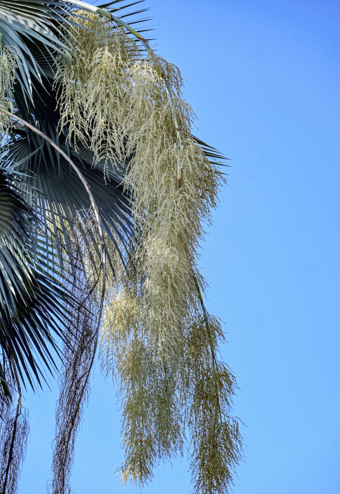 Изображение особи Brahea armata.