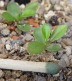 Polygala amarella. Сеянцы. Нижегородская обл., в культуре. 2026 г.