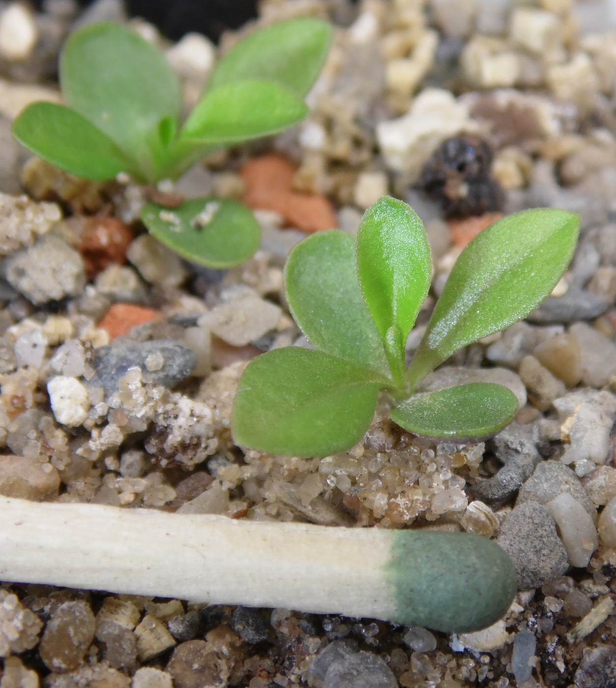 Изображение особи Polygala amarella.