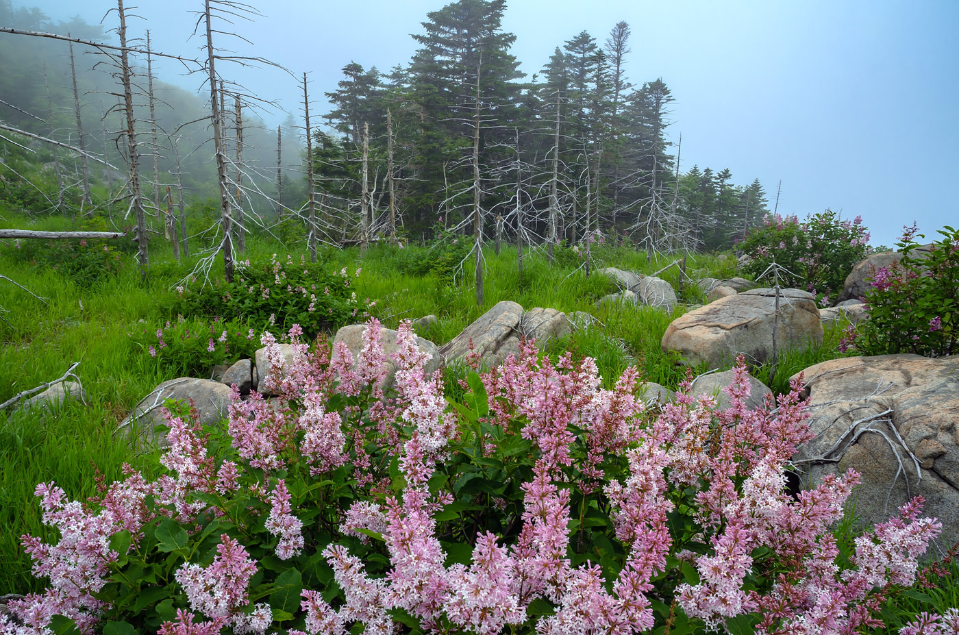 Image of Syringa wolfii specimen.