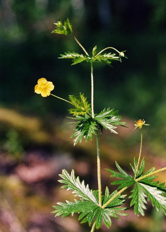 Изображение особи Potentilla erecta.