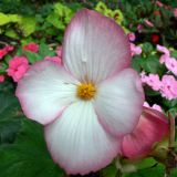 Begonia × tuberhybrida