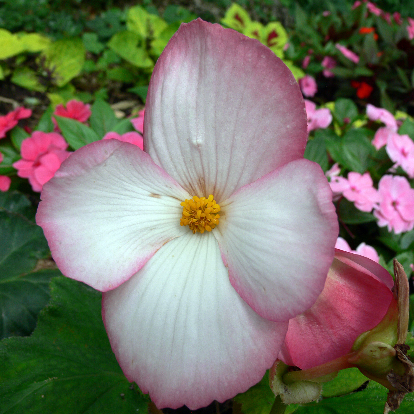 Изображение особи Begonia × tuberhybrida.